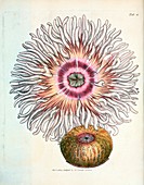Beadlet anemone,19th Century artwork