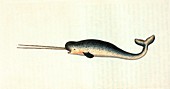 Narwhal,19th Century artwork