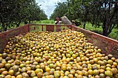 Harvesting oranges,Belize
