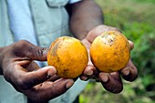 Harvested oranges,Belize