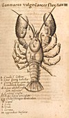 Shrimp,17th century artwork