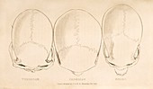 Human skulls,19th century artwork