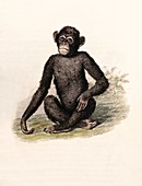 Chimpanzee,19th century artwork
