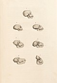 Primate skulls,19th century artwork