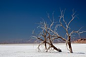 Dead trees on salt flat,Salton Sea