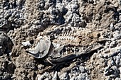 Dead fish on salt flat