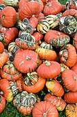 Harvested pumpkins