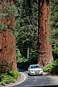 Tourism in Sequoia National Park