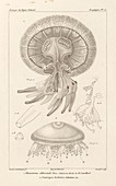 Jellyfish,19th century artwork