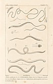 Parasitic worms,19th century artwork