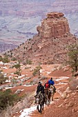 Winter mule train in the Grand Canyon