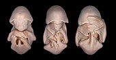 Bat embryos,light micrograph