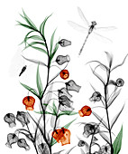Chinese lantern lily plant,X-ray