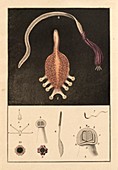 Fish parasites,19th century artwork
