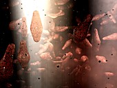 Clostridium bacteria,artwork