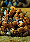 Blechnum brasiliense fern,SEM