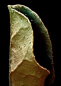 Liquorice leaf,SEM