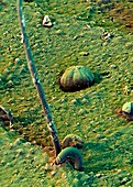 Macaranga leaf trichomes,SEM