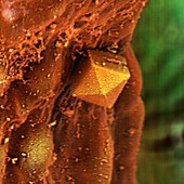 Spanish pepper leaf trichome crystal,SEM