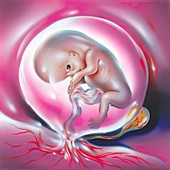 Eight-week-old foetus,artwork