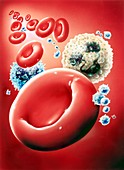 Blood cells,artwork