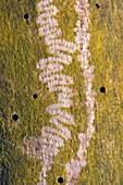 Marks made by snail feeding on algae