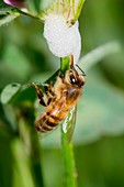 Honey bee drinking from cuckoo-spit