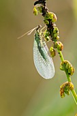 Green lacewing (Chrysopa perla)