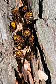 European hornets guarding nest