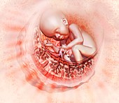 Baby in the womb,illustration
