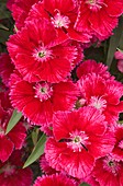 Dianthus 'Summer Splash' flowers