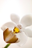 Phalaenopsis parishii var. lobii flower