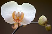 Doritaenopsis Martha Dolge orchid