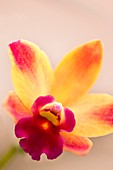 Sophrolaeliocattleya orchid