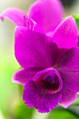 Laeliocattleya orchid