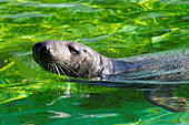 Grey seal