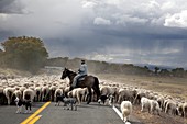 Herding sheep,Colorado,USA