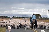 Herding sheep,Colorado,USA
