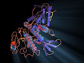 TGF-beta2,molecular model