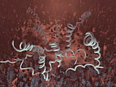 Treponema pallidum bacteria,artwork