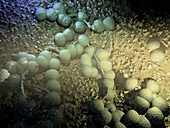 Neisseria gonorrhoeae bacteria,artwork