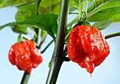 Carolina Reaper chilli pepper plant