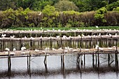 Egrets nesting,Louisiana,USA