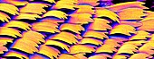Swallowtail butterfly wing scales,SEM