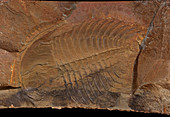 Wanneria walcottana trilobite