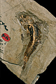Lycoptera bony fish fossil