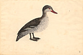 Red-billed duck,illustration