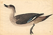 Crested duck,illustration