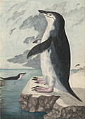 Chinstrap penguin,illustration