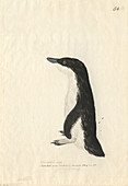 Little penguin,illustration